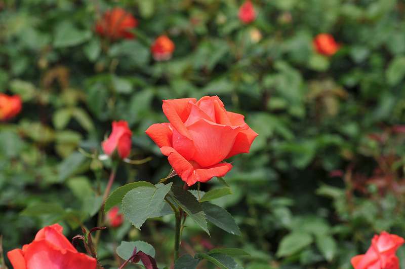image0223