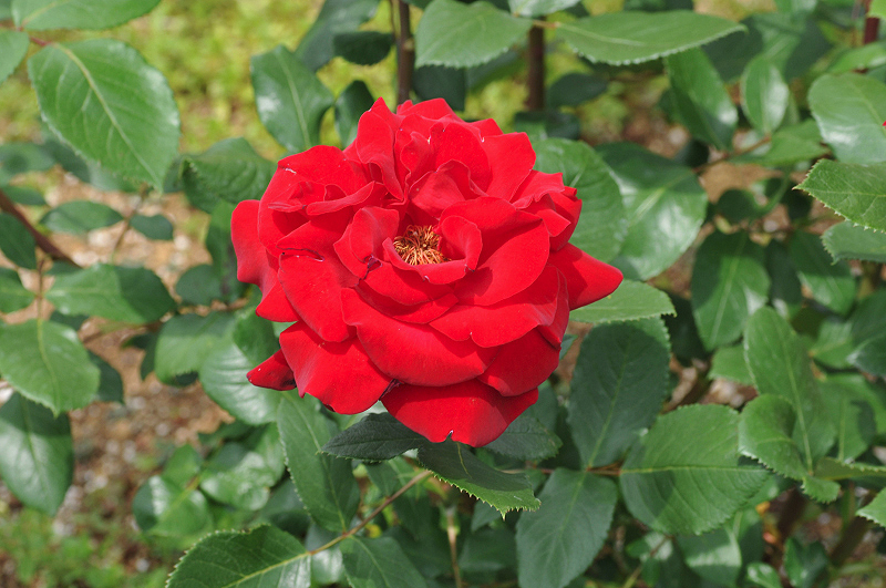 image0227