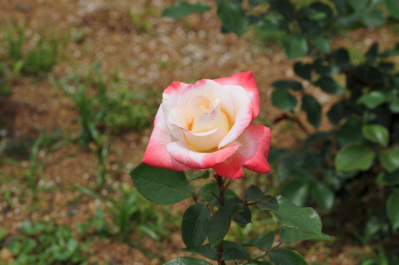 image0228