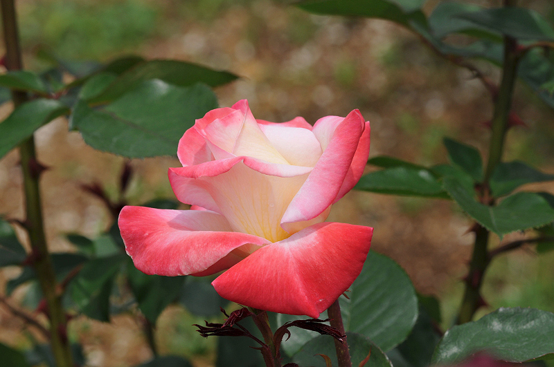 image0229