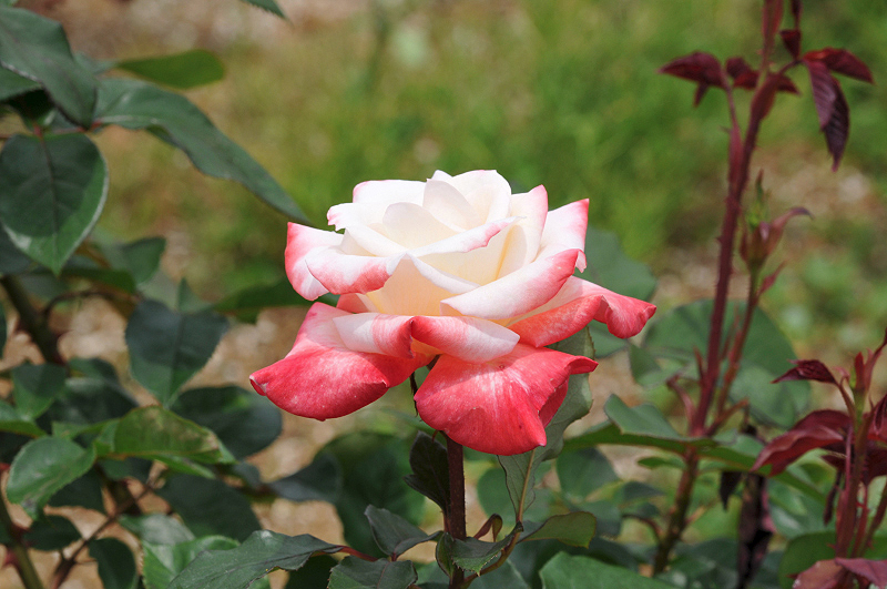 image0231