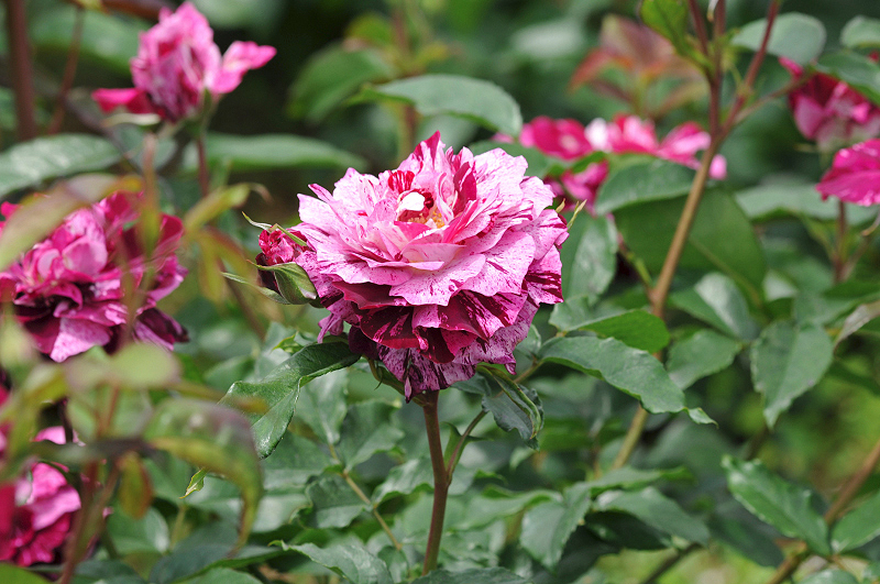 image0234