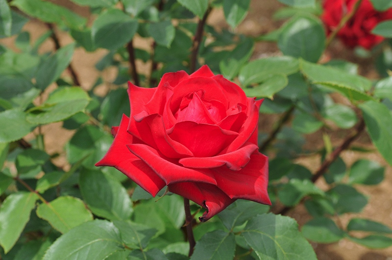 image0239