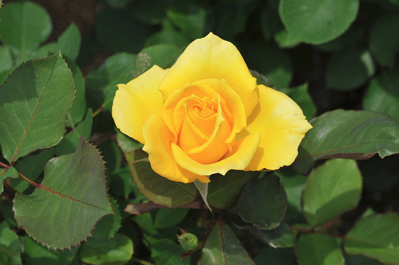 image0242
