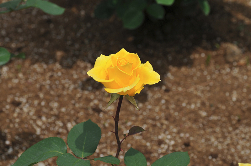 image0243