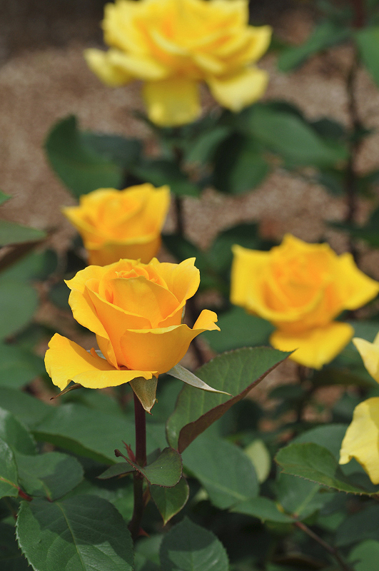 image0245