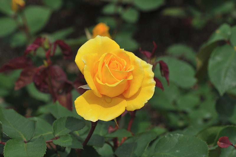 image0246
