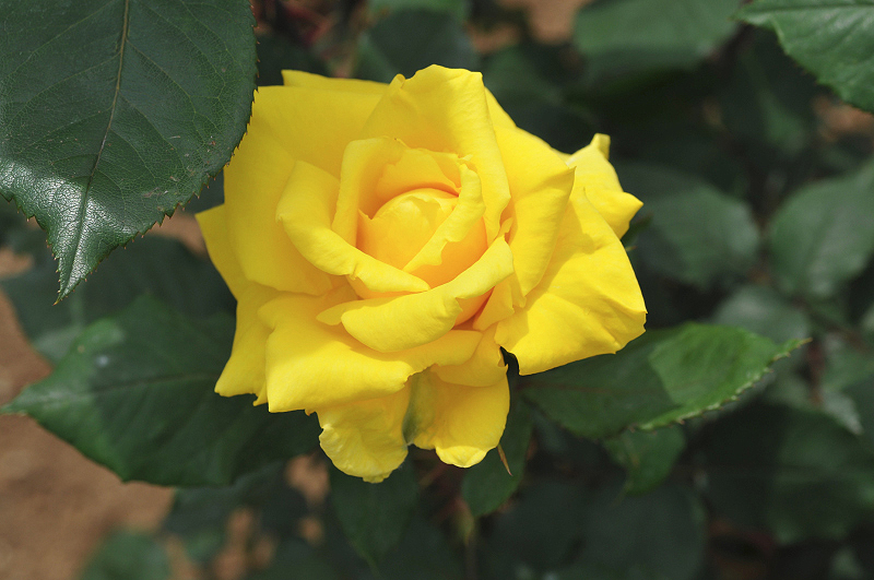 image0247