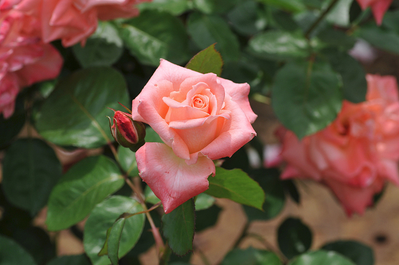 image0248