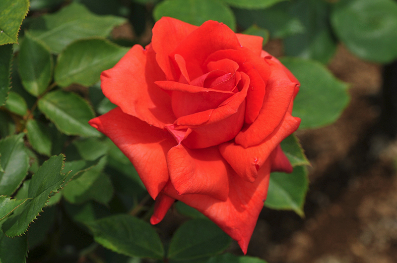 image0249