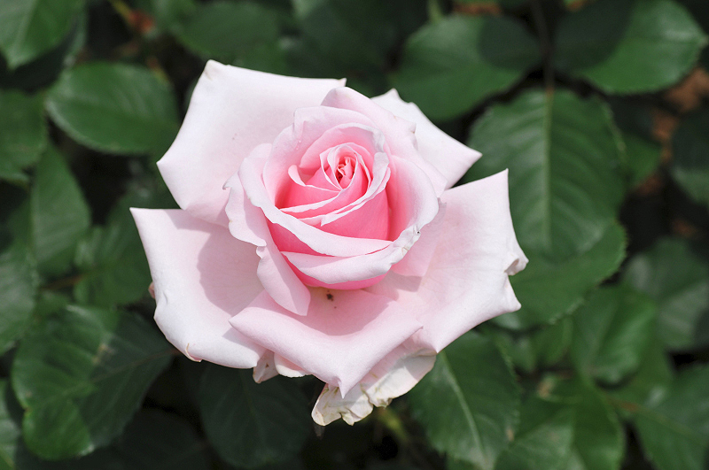 image0250