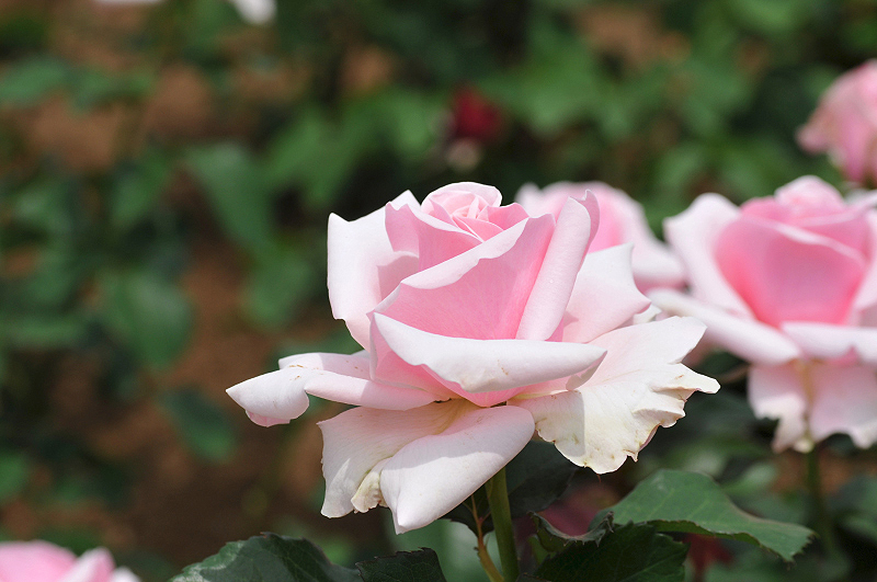 image0251