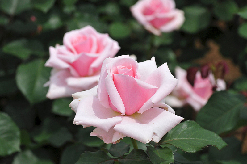 image0252