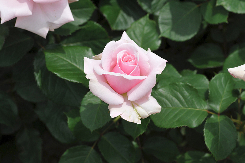 image0254