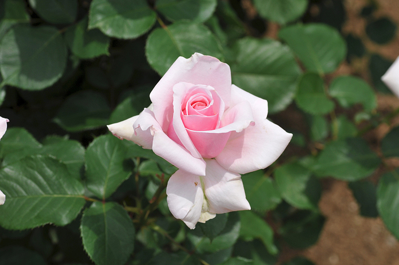 image0255