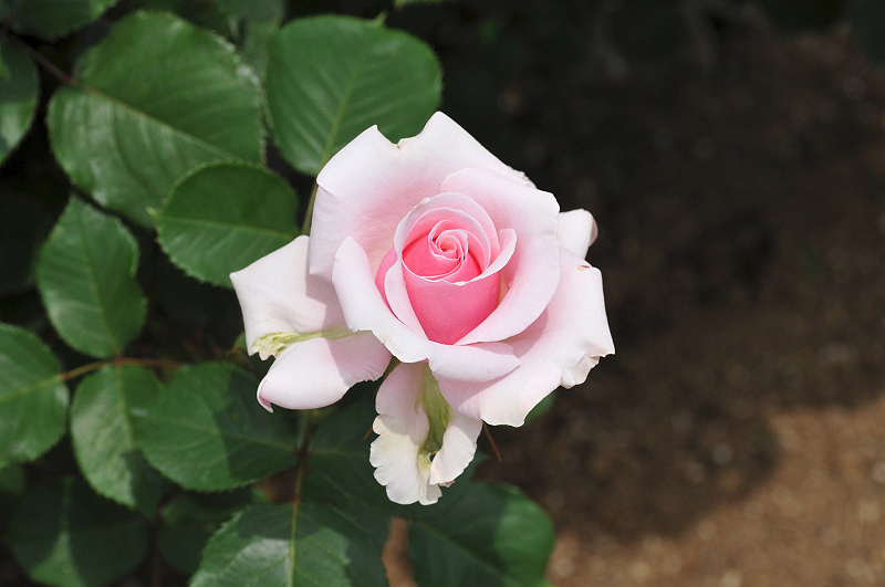 image0256