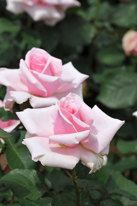 image0260