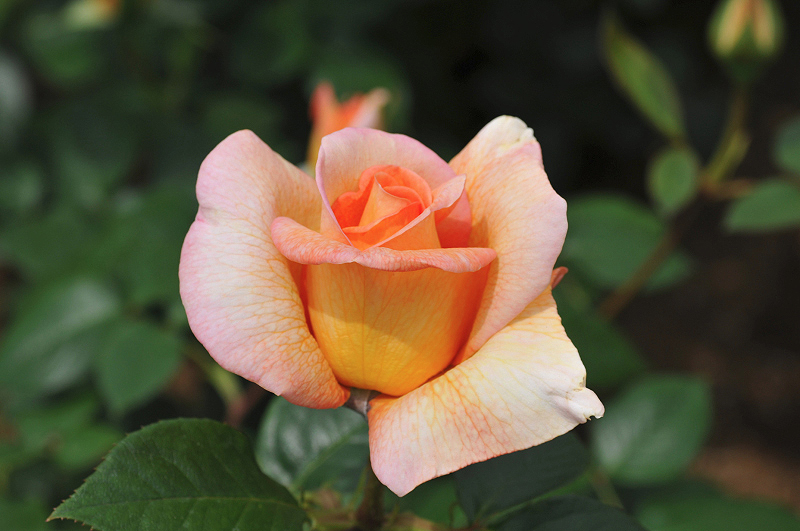 image0261