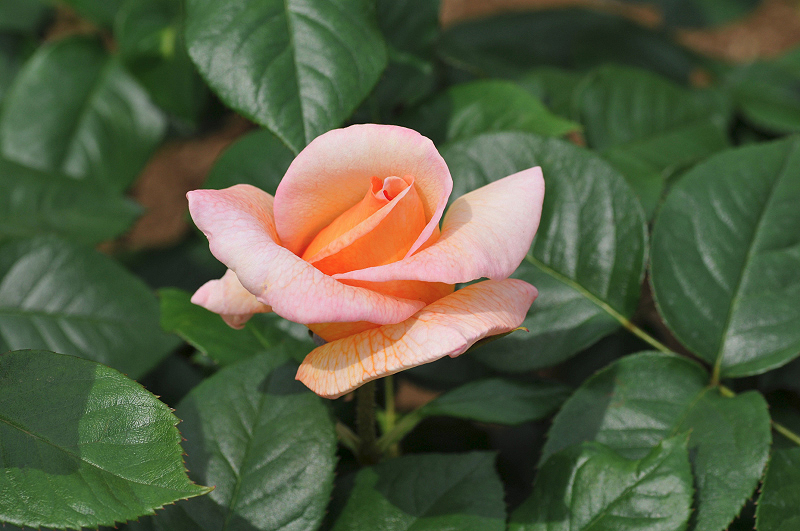 image0262