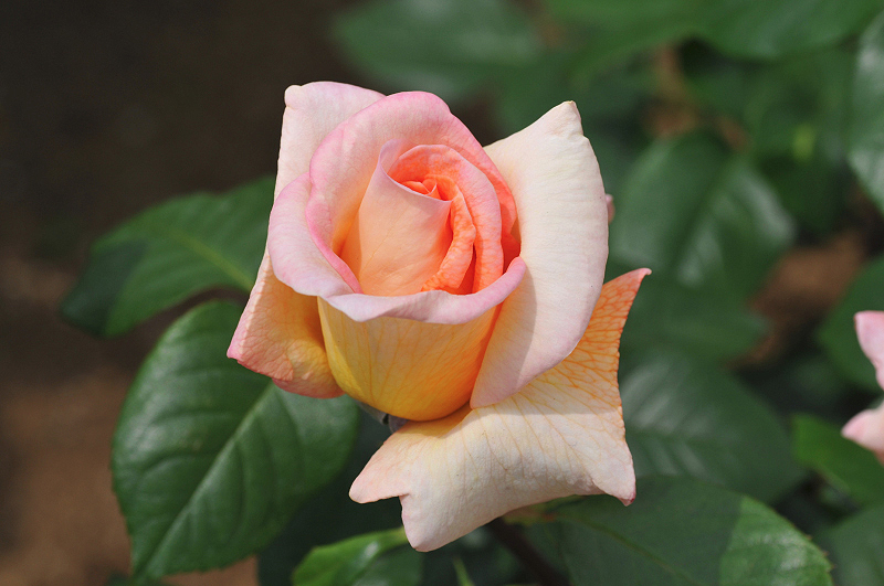 image0263