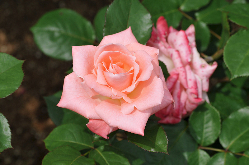 image0264