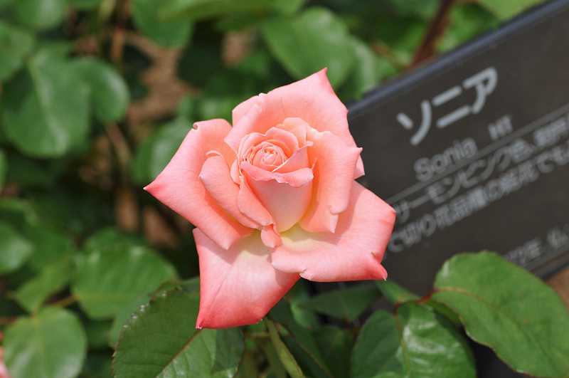 image0265