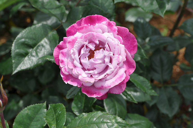 image0266