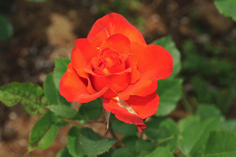 image0267