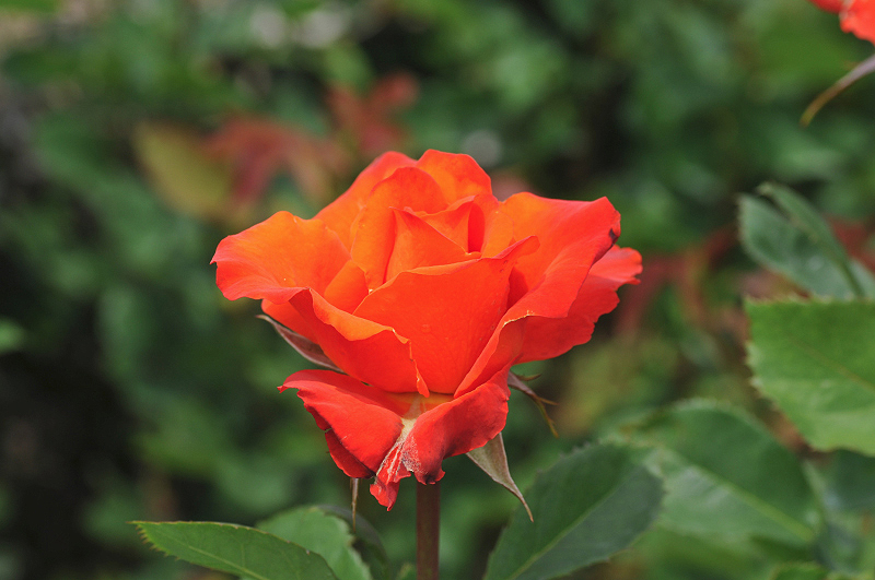 image0269