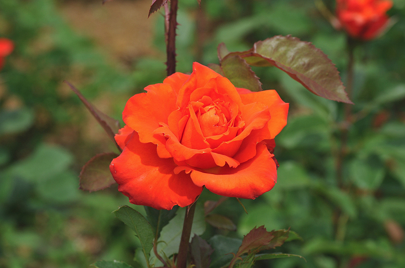 image0271