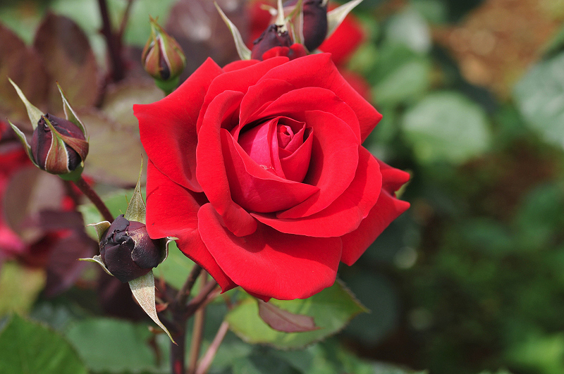 image0272