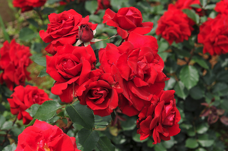 image0275