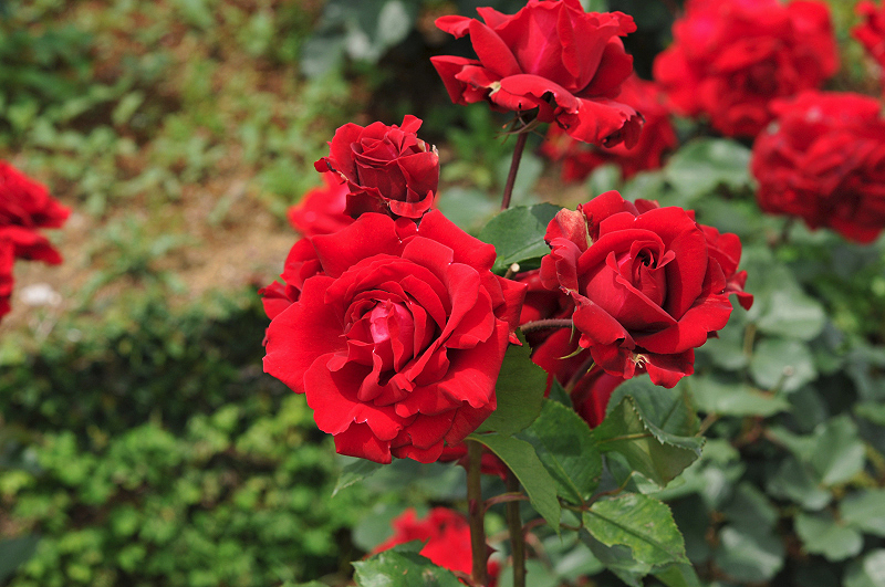 image0277
