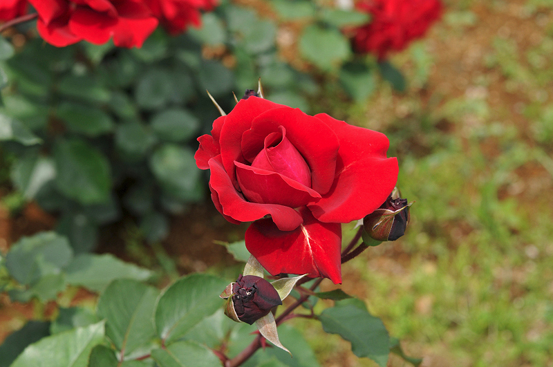 image0278