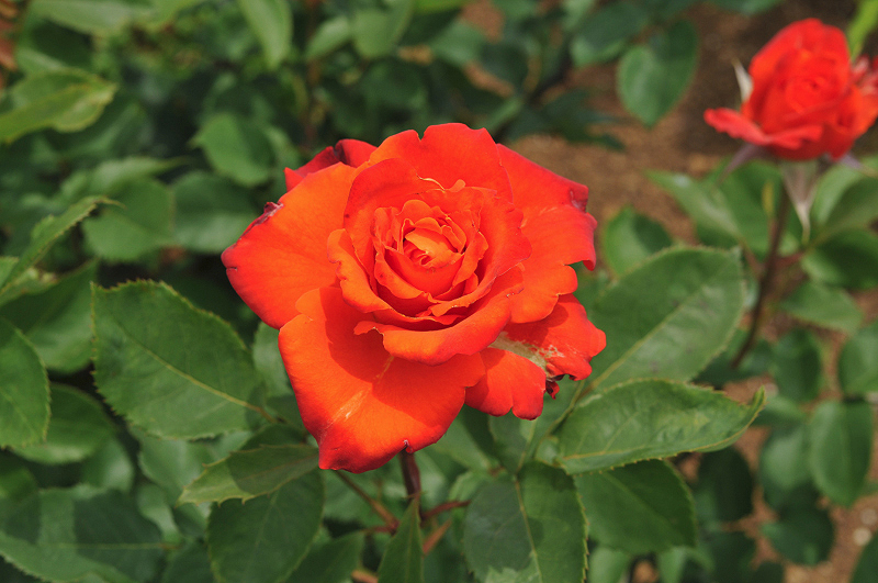 image0280