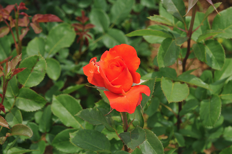 image0281