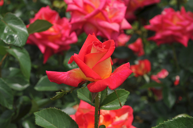 image0282