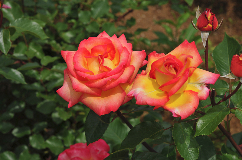 image0285