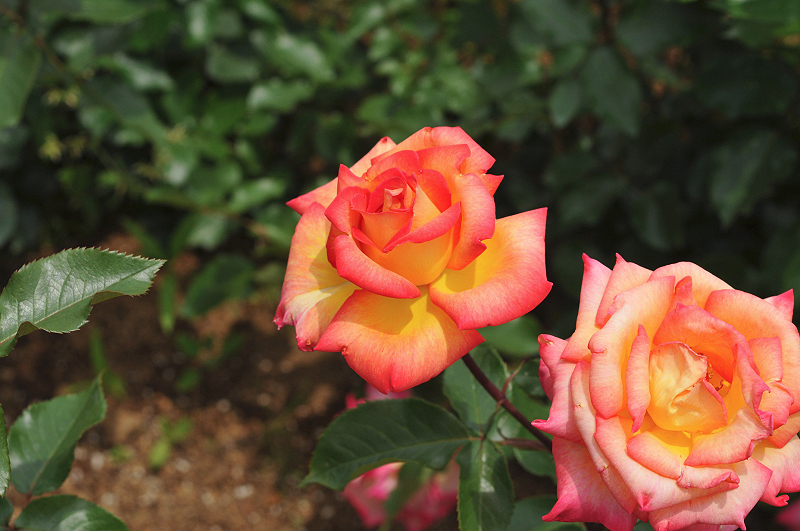 image0286