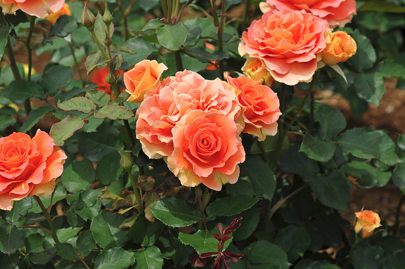 image0287