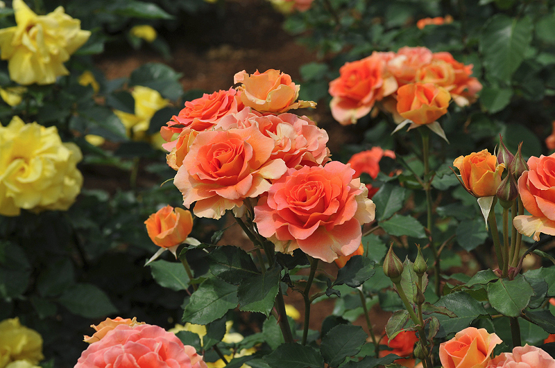 image0288