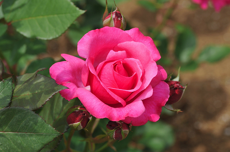 image0290