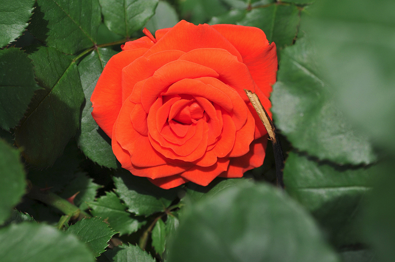 image0292
