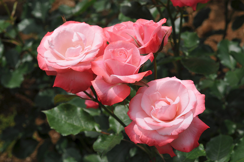 image0294