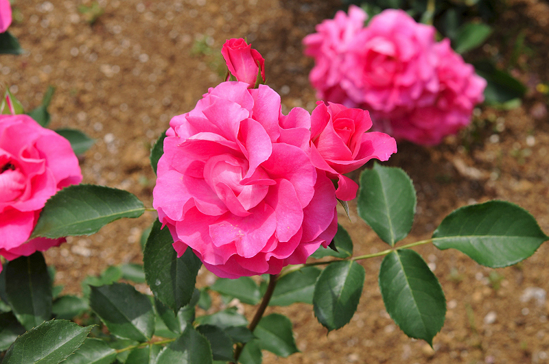 image0300