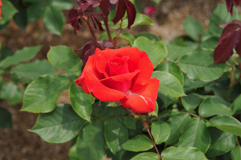 image0308