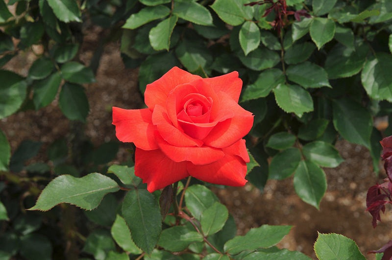 image0309