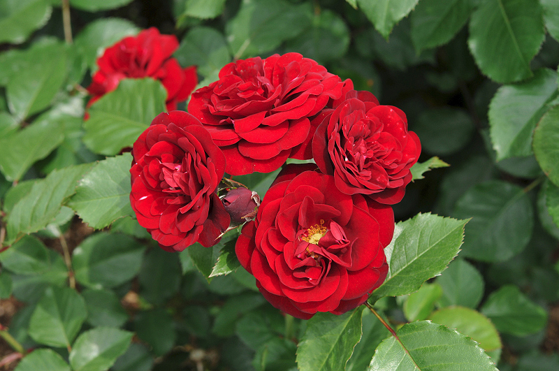 image0313