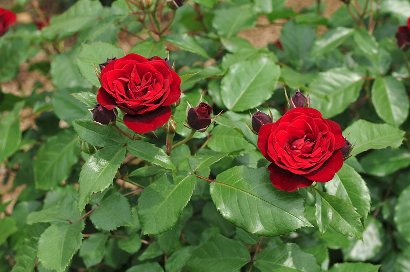 image0316