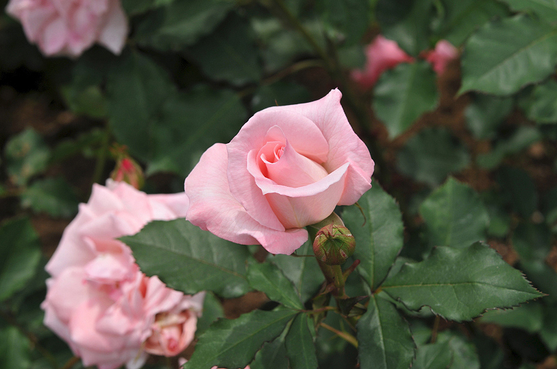 image0327